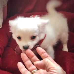 Chihuahua Puppy Lil Joseph