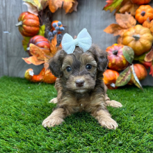 Havapoo Puppy Rosa