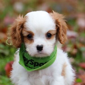 Cavalier King Charles Spaniel Puppy Raleigh