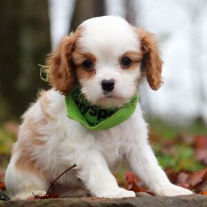 Cavalier King Charles Spaniel Puppy Raleigh