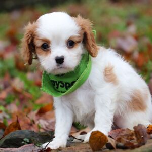 Cavalier King Charles Spaniel Puppy Raleigh