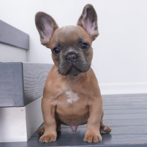 French Bulldog Puppy Pierce