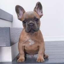 French Bulldog Puppy Pierce