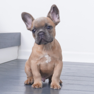 French Bulldog Puppy Pierce