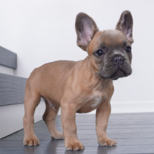 French Bulldog Puppy Pierce
