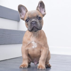 French Bulldog Puppy Pierce