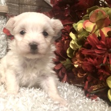 Maltese Puppy Samantha