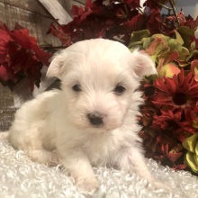 Maltese Puppy Samantha