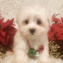 Maltese Puppy Samantha