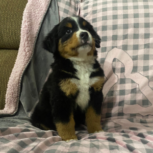 Bernese Mountain Dog Puppy Dillard