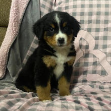 Bernese Mountain Dog Puppy Dillard