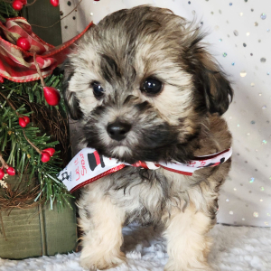 Maltipoo Puppy Cricket