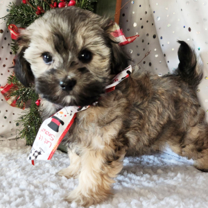 Maltipoo Puppy Cricket