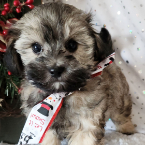 Maltipoo Puppy Cricket