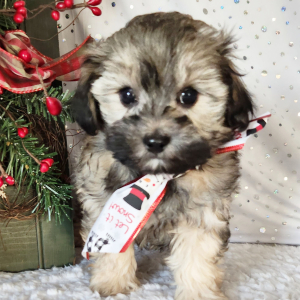 Maltipoo Puppy Cricket