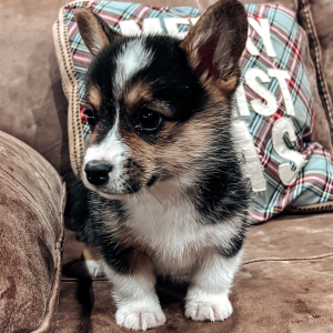 Pembroke Welsh Corgi Puppy Lisa