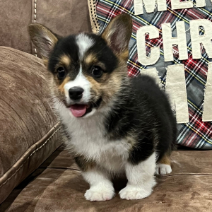 Pembroke Welsh Corgi Puppy Lisa