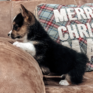Pembroke Welsh Corgi Puppy Lisa