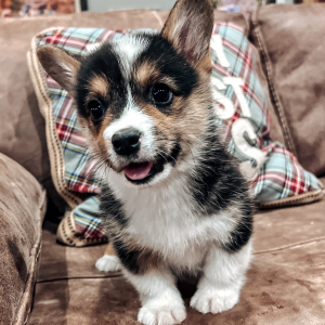Pembroke Welsh Corgi Puppy Lisa