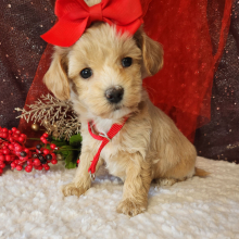 Maltipoo Puppy Rosie