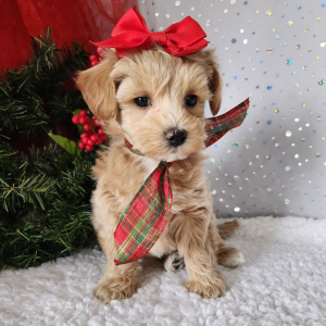 Maltipoo Puppy Rosie