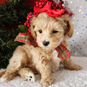 Maltipoo Puppy Rosie