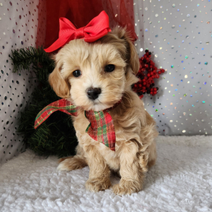 Maltipoo Puppy Rosie