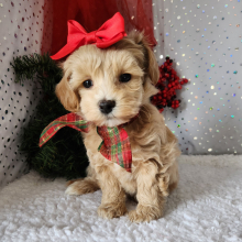 Maltipoo Puppy Rosie