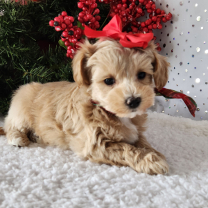 Maltipoo Puppy Rosie