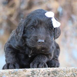Cockapoo Puppy Orla