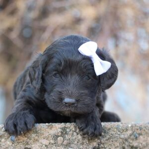 Cockapoo Puppy Orla