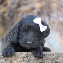 Cockapoo Puppy Orla