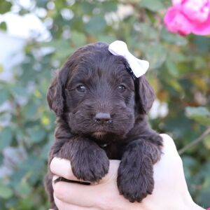 Cockapoo Puppy Orla