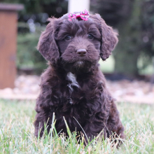 Cockapoo Puppy Orla