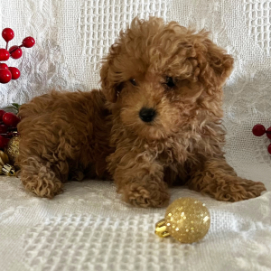 Poodle Puppy Connor