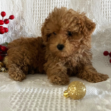 Poodle Puppy Connor