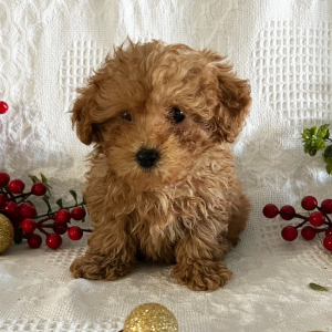Poodle Puppy Connor