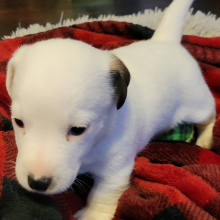Jack Russell Terrier Puppy Jimmy