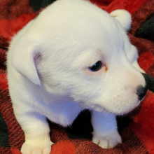 Jack Russell Terrier Puppy Jimmy