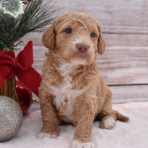Goldendoodle Puppy Finley