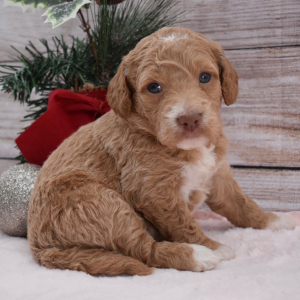 Goldendoodle Puppy Finley