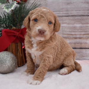 Goldendoodle Puppy Finley