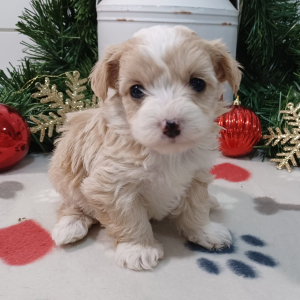 Yorkiepoo Puppy Twilight