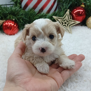 Yorkiepoo Puppy Twilight