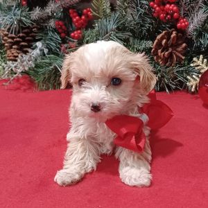 Yorkiepoo Puppy Twilight
