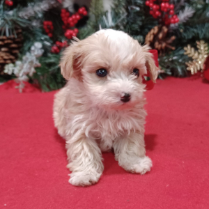Yorkiepoo Puppy Twilight