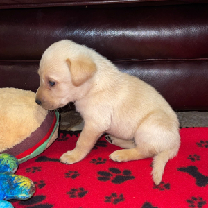 Labrador Retriever Puppy Marley