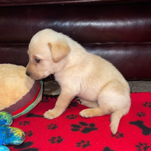 Labrador Retriever Puppy Marley
