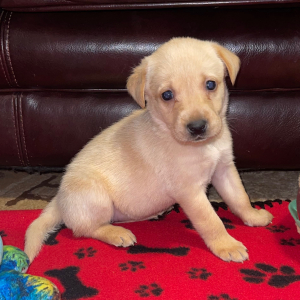 Labrador Retriever Puppy Marley