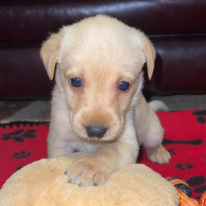 Labrador Retriever Puppy Marley